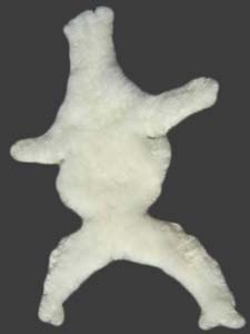 Image result for Baby Alpaca Skin
